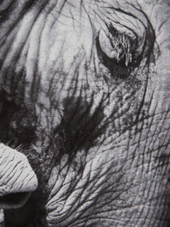 Leinwand-Druck-gerahmt, Schwarz -Teppiche Verkäufe ElephantBaby Druckgerahmt Grau Schwarz 60x60 lup