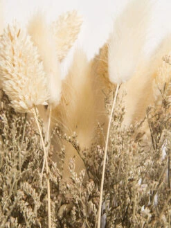 Trockenblume, Beige -Teppiche Verkäufe Flowerbouquet Trockenblume Beige 40 lup