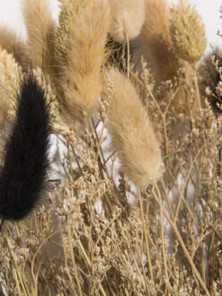 Trockenblume, Natural -Teppiche Verkäufe Flowerbouquet Trockenblume Dunkelbeige Natural 40 lup