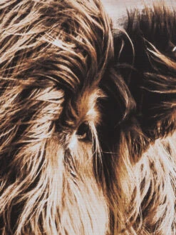 Leinwandbild, Braun -Teppiche Verkäufe Highlandrind Leinwandbild Braun 83x103 lup1