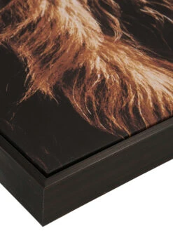 Leinwandbild, Braun -Teppiche Verkäufe Highlandrind Leinwandbild Braun 83x103 lup2