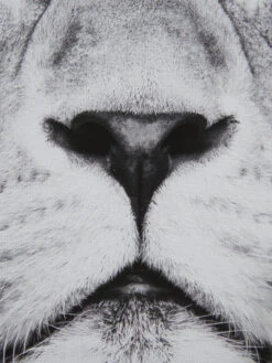 Leinwand-Druck-gerahmt, Schwarz/Grau -Teppiche Verkäufe KingLeo Druckgerahmt Grau SchwarzGrau 50x70 lup