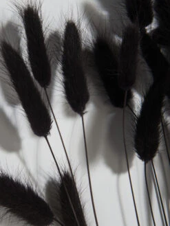 Trockenblume, Schwarz -Teppiche Verkäufe Lagurus Trockenblume Schwarz 75cm lup