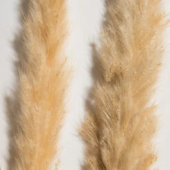 Trockenblume, Creme -Teppiche Verkäufe Pampasgrasbuendel6er Trockenblume 213869 Beige Creme 75cm lup