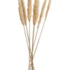 Trockenblume, Creme -Teppiche Verkäufe Pampasgrasbuendel6er Trockenblume 213869 Beige Creme 75cm pla1