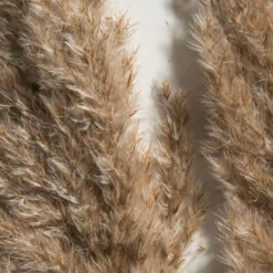 Trockenblume, Natur -Teppiche Verkäufe Pampasgrasbuendel6er Trockenblume 213869 Hellbraun Natur 75cm lup