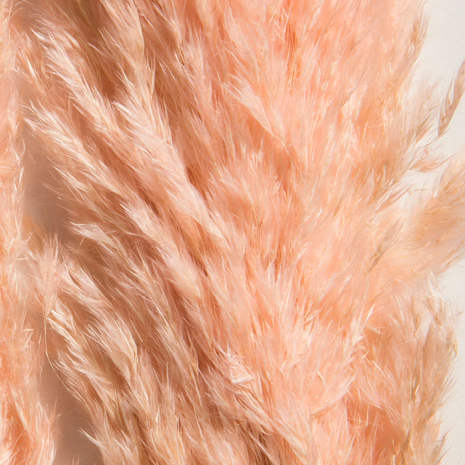 Trockenblume, Pink 5 Trockenblume, Pink – Bild 3