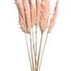 Trockenblume, Pink -Teppiche Verkäufe Pampasgrasbuendel6er Trockenblume 213869 Rosa Pink 65cm pla1