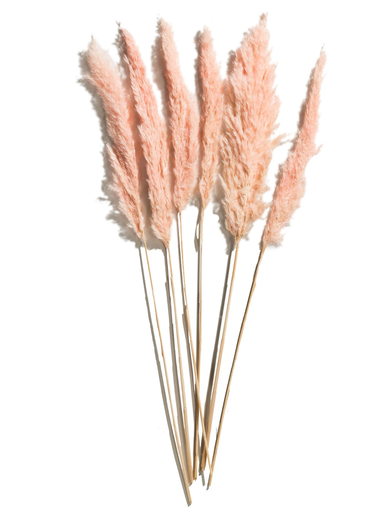 Trockenblume, Pink 3 Trockenblume, Pink