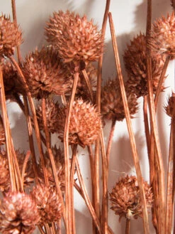 Trockenblume, Autumn Red -Teppiche Verkäufe Phalaris Trockenblume Orange AutumnRed 50cm lup