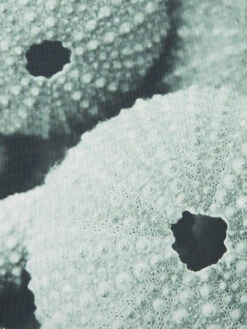 Leinwand-Druck-gerahmt, Hellgrün -Teppiche Verkäufe Seeigel Druckgerahmt Gruen Hellgruen 50x120 lup