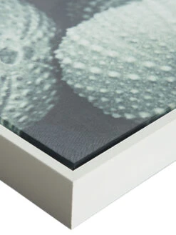 Leinwand-Druck-gerahmt, Hellgrün -Teppiche Verkäufe Seeigel Druckgerahmt Gruen Hellgruen 50x120 lup2